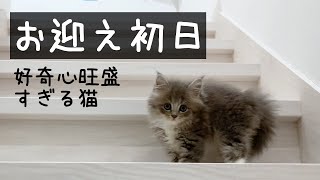 生後約ヵ月の子猫をお迎えしたら癒された【サイベリアン】