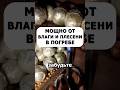 Мощное средство от влаги и плесени в погребе #огород #дача #сад #погреб #урожай #лайфхак #хранение
