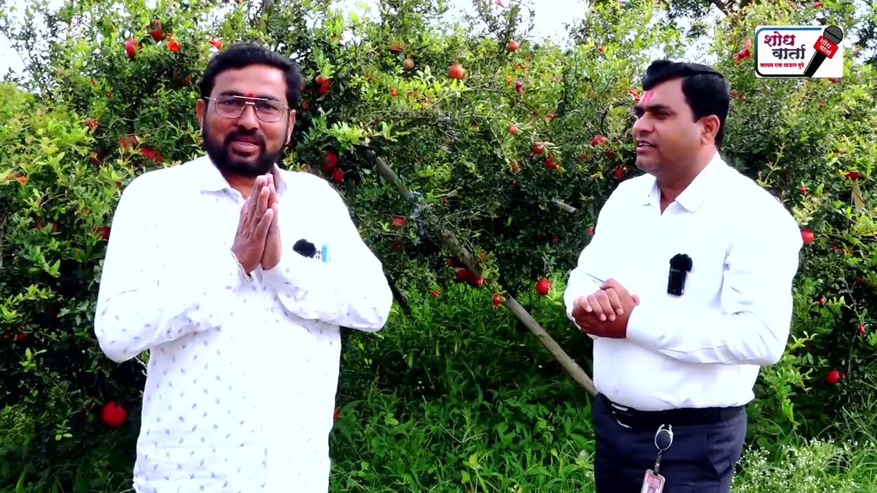 डाळिंबाच्या बागेत गवत ठेवल्याने कोणता फायदा होतो 🤔 | डाळिंब हार्वेस्टिंग | pomegranate harvesting |