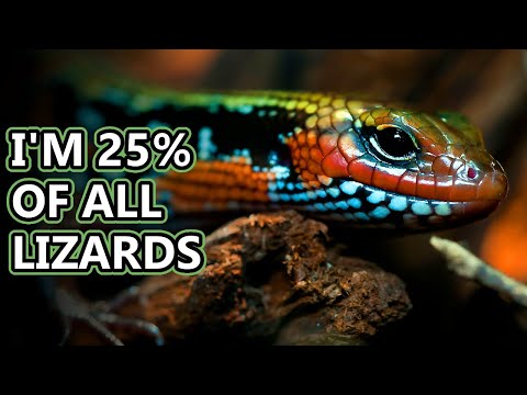 Skink Facts Diverse Lizards Animal Fact Files