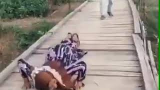 Afifah Ku Menangis Koplo