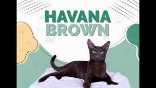 Top 10 Facts About Havana Brown Cats | Top 10 Facts About Havana Brown Cat