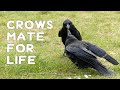 Crows mate for life