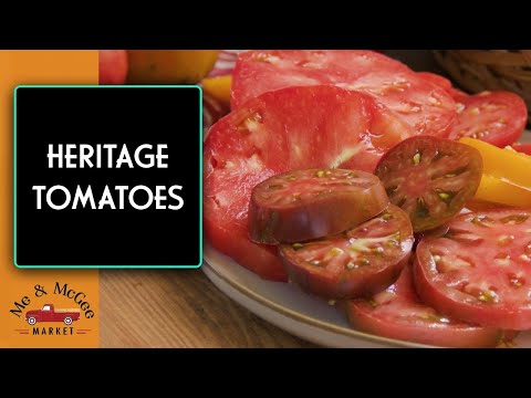 Video: Pomidoras „Arkanzaso keliautojo“informacija: kas yra Arkanzaso keliautojo pomidoras
