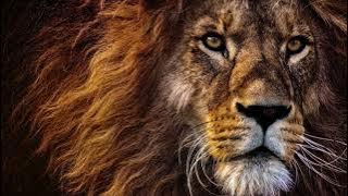 Free No Copyright 4K Lions Face Motion Graphics Screensaver Live Wallpaper Background Texture