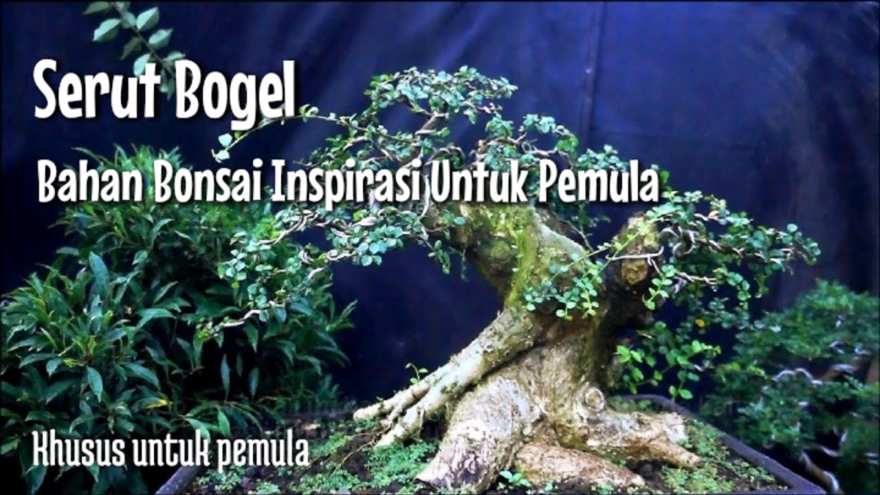 Serut Bogel_Bahan Bonsai Inspirasi Untuk Pemula YouTube