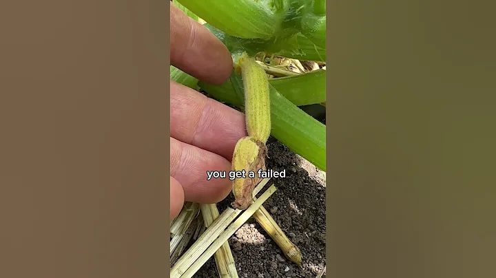 HAND Pollinate Your Squash for Guaranteed Harvest! - DayDayNews
