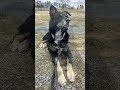 Little Boy video