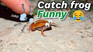 catch frogs for fun | chase the funny frog | funny frog compilation | catch frogs jump for fun