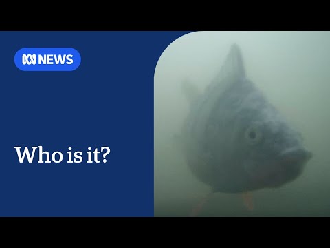 'Fish doorbell' allows fish to travel safely in The Netherlands The World ABC NEWS