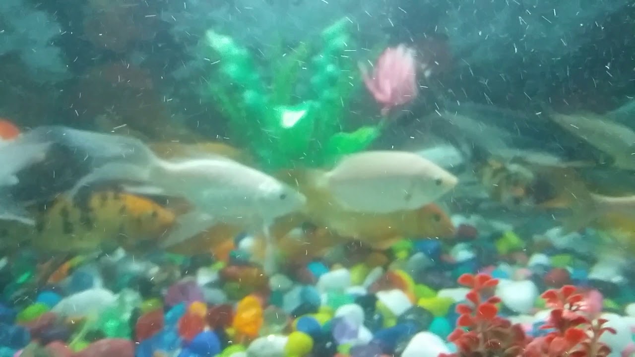Beautiful fish moving - YouTube