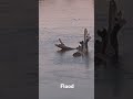 Flood