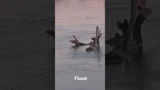Flood