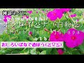 【自然vlog102】植物紹介/オシロイバナ（白粉花）/Mirabilis jalapa/落下傘