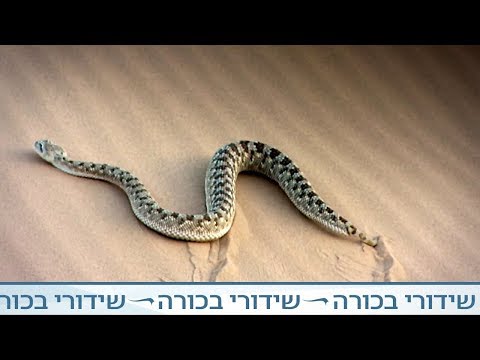 וִידֵאוֹ: זוחל חלב זן היפואלרגני, בריאות ותוחלת חיים