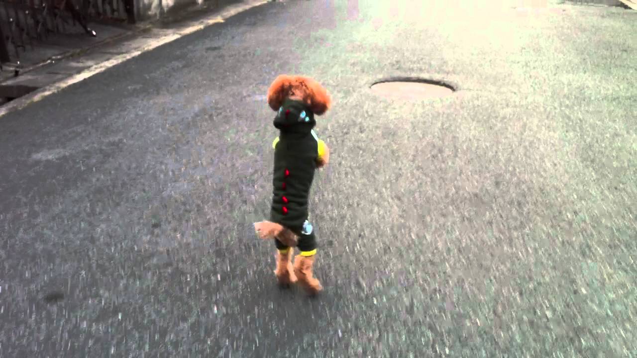 Running Toy Poodle in the doragon "Tatsu (in Japanese)" costume