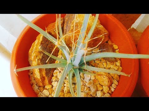 Video: ¿El agave es un cactus?