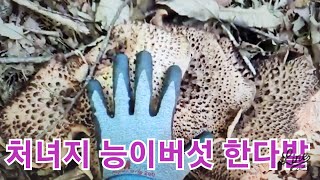 크고좋은 명품 한다발 능이버섯 처녀지 좋은 버섯 보고 한배낭 멋진산행