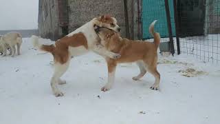 Alabai Puppies - Alabay - Çoban Kurt - Алабай