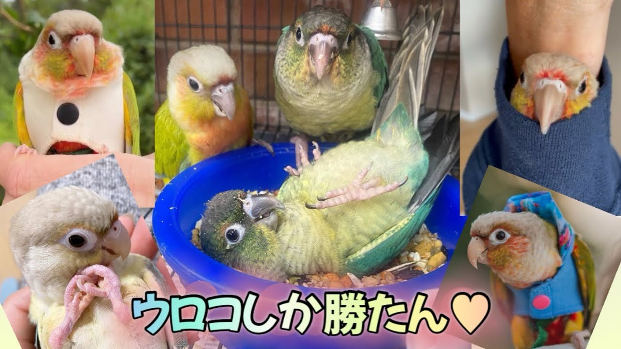 世界中の可愛いウロコインコを集めました！