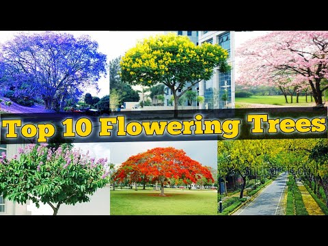 Top 10 Flowering Trees / Flowering Trees for Garden / topmost popular flowering trees