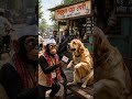 कुत्र्या भाऊंचं LIC टेन्शन | माकड आणि कुत्र्याची भन्नाट कॉमेडी | Funny Marathi Shorts| #comedy