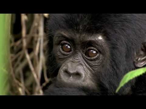 Video: Virunga National Parks återupptagning Kräver Hållbar Turism I Afrika