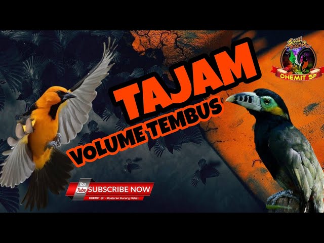 Tajam Volume Tembus, MASTERAN Burung Kasar Dan Rapat Kombinasi Roll Tembak class=