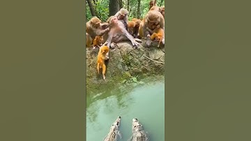 Tha confusing behavior of animals all animals are created equal wonderful animal#animals 🐒