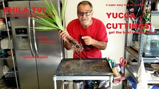 YUCCA CUTTINGS, PROPAGATING AND ROOTING WITH GREAT SUCCESS IN JUST 10 WEEKS ON PHILA TV!
