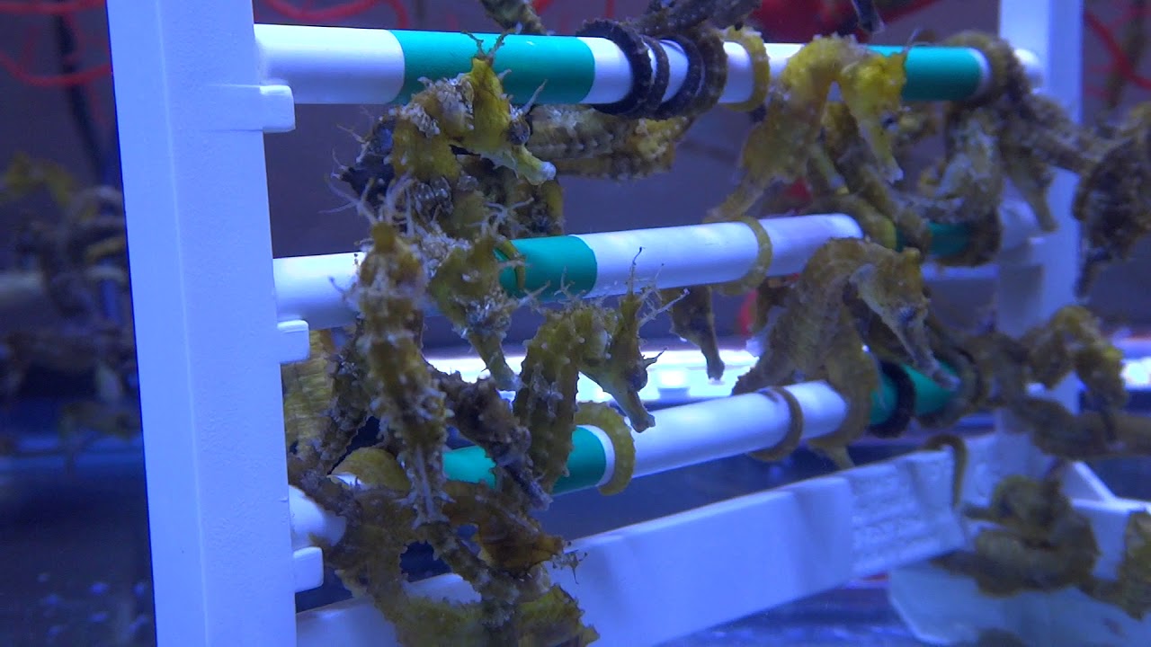 video phone beyonce mp3 10 weeks old erectus fry / alevins erectus 10 semaines