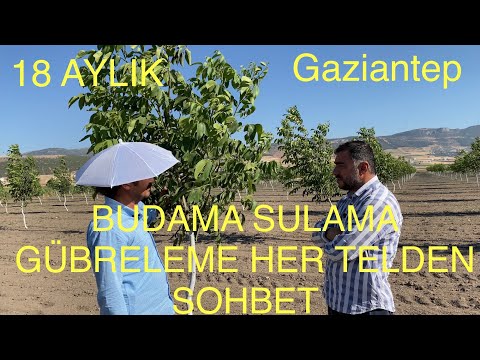 CEVİZDE SULAMA GÜBRELEME BUDAMA VE DAHASI KEYİFLİ BİR SOHBET. Ceviz Adam Ahmet