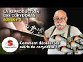 Comment dcoller des ufs de corydoras  la reproduction des corydoras  pisode 3 avec jean michel