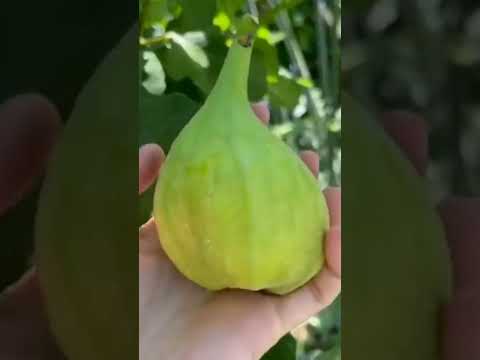 متوفر اقلام تين اسباني بازنجاني