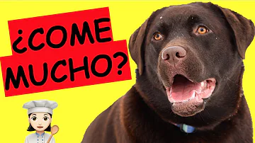 ¿Cómo sé si mi cachorro tiene hambre o sólo es glotón?