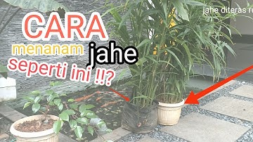 cara budidaya jahe merah di polybag yang sederhana tapi SUBUR #petanisukses #jahemerah