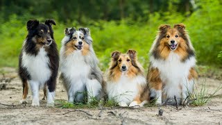 Caring for a Shetland Sheepdog Grooming Tips for Seniors