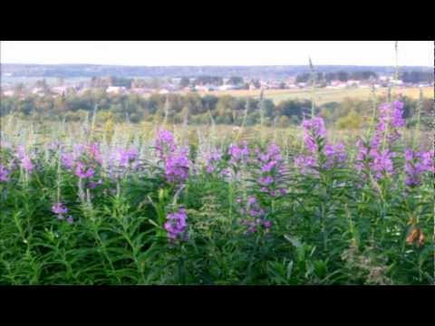 Margarita Shaposhnikova LOTUS