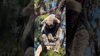 Koala Tidur 22 Jam Sehari ? #faktaunik #shorts #koala
