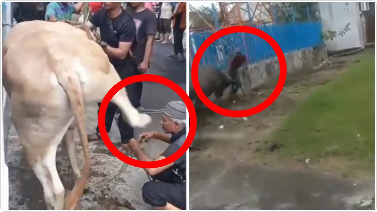 Sapi kurban ngamuk - YouTube