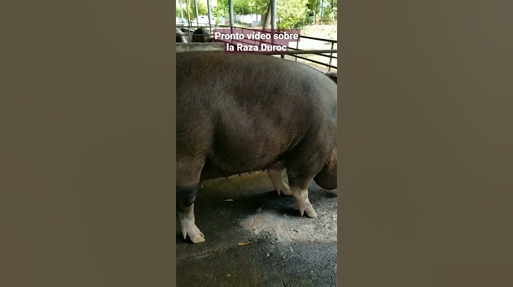 Raza Duroc Lo Mejor