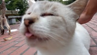 逃げようとするトントン猫、でも一瞬でも腰に触ると逃げられない