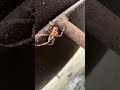 Spider #shorts #spiderman #themesong #getoutside #insects #nature #pnw #pop #fypシ゚viral #eight #bug