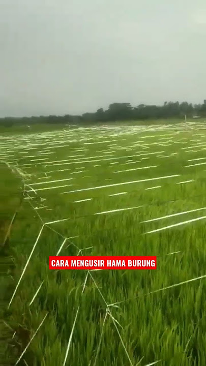 Hama Burung Pasti Pergi Dengan Ini || Tali Perak #shorts