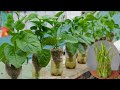 Tips For Growing Vegetables With Discarded Stems Are Cost Effective And Highly Effective