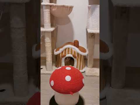 Chats en vacances - La vidéo du jour : 07/03/2026