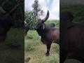 Block Bull viral #kankrej #bull #trending @itskingofdewasi