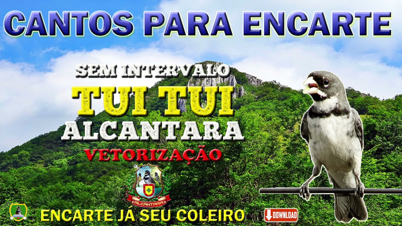 TUÍ TUÍ ALCÂNTARA - VETORIZAÇÃO - COLEIROS ATÉ 4 MESES - SEM INTERVALO
