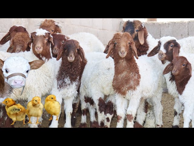 Learn Zoo , Duck , Cow , Goat , Chicken , Sheep , Cat , Cute Little Farm Animal Sounds class=