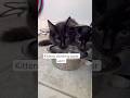 Kittens drinking water asmr